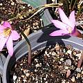 Habranthus x hybrid 'Yucca Do', Lee Poulsen