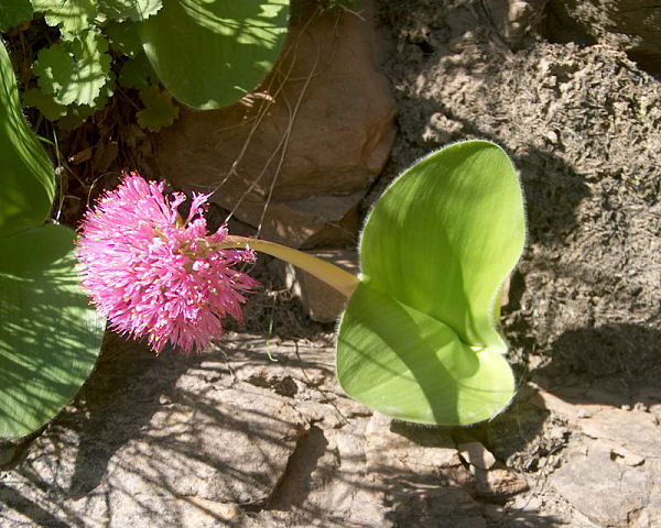 TÌNH YÊU CÂY CỎ ĐV.3 - Page 79 Haemanthus_humilis_Thomas_River_CM