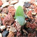 Haemanthus albiflos seedling, Byron Amerson