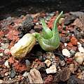 Haemanthus albiflos seedling, Byron Amerson