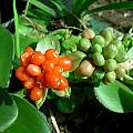 Haemanthus albiflos, fruit, Cameron McMaster