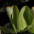 Haemanthus albiflos, Mary Sue Ittner