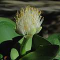 Haemanthus albiflos, Mary Sue Ittner