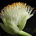Haemanthus albiflos, Mary Sue Ittner [Shift+click to enlarge, Click to go to wiki entry]