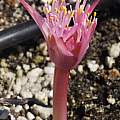 Haemanthus barkerae, 36 hours after bud first appeared, Michael Mace