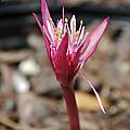 Haemanthus barkerae, Mary Sue Ittner [Shift+click to enlarge, Click to go to wiki entry]