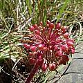 Haemanthus carneus fruit, February, Cameron McMaster Haemanthus carneus fruit, February, Cameron McMaster