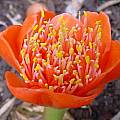Haemanthus coccineus, Lyn Edwards [Shift+click to enlarge, Click to go to wiki entry]