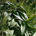 Haemanthus coccineus leaves, Cameron McMaster