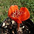 Haemanthus crispus, Alessandro Marinello [Shift+click to enlarge, Click to go to wiki entry]