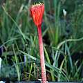 Haemanthus dasyphyllus, Nhu Nguyen Haemanthus dasyphyllus, Nhu Nguyen