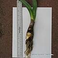 Haemanthus dasyphyllus, bulb, Nhu Nguyen Haemanthus dasyphyllus, bulb, Nhu Nguyen