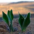 Haemanthus dasyphyllus leaves, Nick Helme, iNaturalist, CC BY-SA