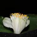 Haemanthus deformis, Nhu Nguyen Haemanthus deformis, Nhu Nguyen