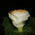 Haemanthus deformis, Nhu Nguyen [Shift+click to enlarge, Click to go to wiki entry]