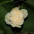 Haemanthus deformis, Nhu Nguyen Haemanthus deformis, Nhu Nguyen