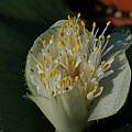 Haemanthus deformis, Mary Sue Ittner Haemanthus deformis, Mary Sue Ittner