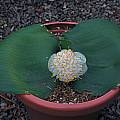 Haemanthus deformis, Mary Sue Ittner Haemanthus deformis, Mary Sue Ittner