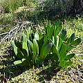 Haemanthus graniticus leaves, Cameron McMaster