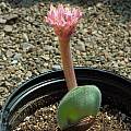 Haemanthus humilis ‘Giant’, Mary Sue Ittner Haemanthus humilis ‘Giant’, Mary Sue Ittner