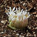Haemanthus humilis ssp. humilis, white form, Mary Sue Ittner Haemanthus humilis ssp. humilis, white form, Mary Sue Ittner