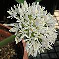 Haemanthus humilis ssp. humilis, white form, Mary Sue Ittner Haemanthus humilis ssp. humilis, white form, Mary Sue Ittner