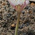 Haemanthus lanceifolius, Andrew Harvie Haemanthus lanceifolius, Andrew Harvie