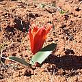Haemanthus pubescens subsp. arenicola, Alan Horstmann Haemanthus pubescens subsp. arenicola, Alan Horstmann