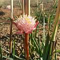 Haemanthus pumilio, Alex Lansdowne, iNaturalist, CC BY-NC [Shift+click to enlarge, Click to go to wiki entry]
