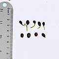 Haemanthus sanguineus, seeds, Nhu Nguyen