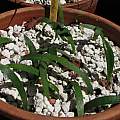 Haemanthus sanguineus, seedlings, Nhu Nguyen Haemanthus sanguineus, seedlings, Nhu Nguyen