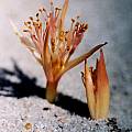 Haemanthus tristis, Alan Horstmann [Shift+click to enlarge, Click to go to wiki entry]