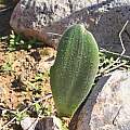 Haemanthus unifoliatus, Alan Horstmann