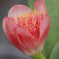 Haemanthus x clarkei, Angelo Porcelli Haemanthus x clarkei, Angelo Porcelli