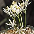 Hannonia hesperidum, Dylan Hannon Hannonia hesperidum, Dylan Hannon
