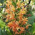 Hedychium 'Anne Bishop', Angelo Porcelli [Shift+click to enlarge, Click to go to wiki entry]