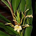 Hedychium 'Carnival', Alani Davis [Shift+click to enlarge, Click to go to wiki entry]
