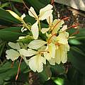 Hedychium Devon Cream, Angelo Porcelli [Shift+click to enlarge, Click to go to wiki entry]