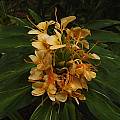 Hedychium 'Dr. Moy' flowers and foliage, Jay Yourch