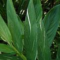 Hedychium 'Dr. Moy' foliage, Jay Yourch
