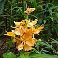 Hedychium 'Kanogie', Jay Yourch [Shift+click to enlarge, Click to go to wiki entry]