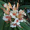 Hedychium 'Peach Delight', Angelo Porcelli [Shift+click to enlarge, Click to go to wiki entry]