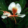 Hedychium 'Pink Flame', Alani Davis [Shift+click to enlarge, Click to go to wiki entry]