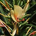 Hedychium 'Sherry Baby', Alani Davis [Shift+click to enlarge, Click to go to wiki entry]