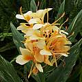 Hedychium 'Tahitian Flame', Angelo Porcelli [Shift+click to enlarge, Click to go to wiki entry]