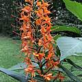 Hedychium coccineum 'Applecourt', Nicholas Plummer.