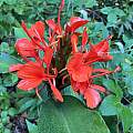 Hedychium deceptum, Nicholas Plummer Hedychium deceptum, Nicholas Plummer