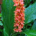 Hedychium densiflorum 'Assam Orange', David Pilling [Shift+click to enlarge, Click to go to wiki entry]