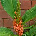 Hedychium densiflorum 'Assam Orange', David Pilling