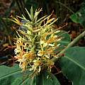 Hedychium flavum, Mendocino Coast Botanical Gardens, Bob Rutemoeller [Shift+click to enlarge, Click to go to wiki entry]